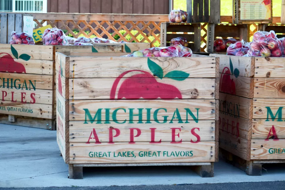 Apple Orchard